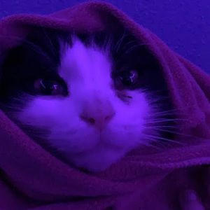 Meet your Posher, Lacee